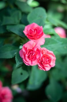 The background image of the colorful flowers, background nature