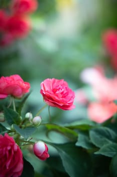 The background image of the colorful flowers, background nature