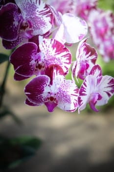 The background image of the colorful flowers, background nature