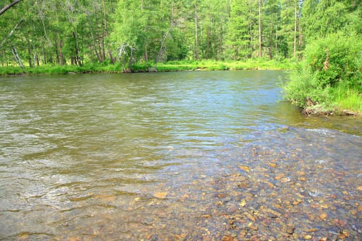 A transparent shallow river carries its calm waters through a forest in a rocky channel. Altai, Siberia, Russia.