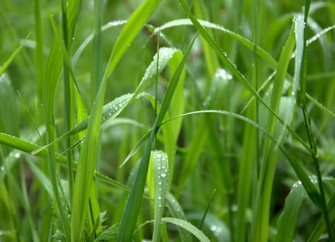 Macro shot of morning dew drops on green grass.