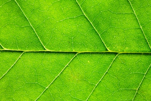 Nice background. Extreme closeup of freshness green leaf