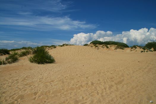 Dunes with bushes of sand on the coast.