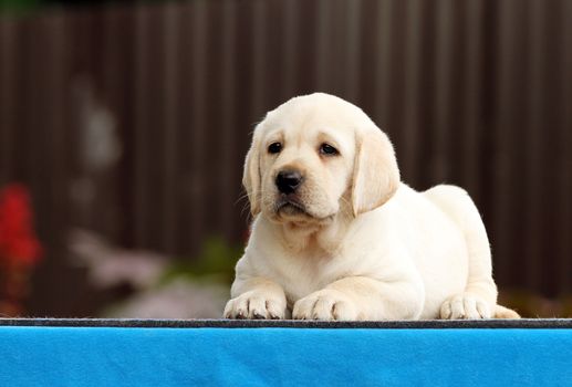 a nice little labrador puppy on a blue background