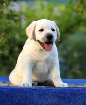 little labrador puppy on a blue background