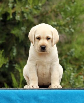 the cute nice little labrador puppy on a blue background