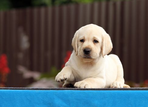 the nice little labrador puppy on a blue background