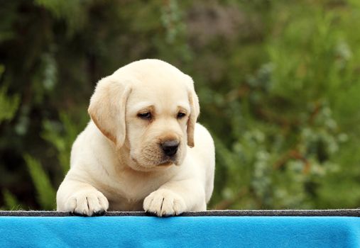 cute nice little labrador puppy on a blue background