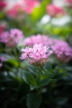 The background image of the colorful flowers, background nature