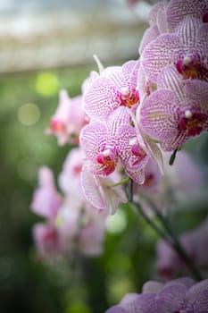 The background image of the colorful flowers, background nature