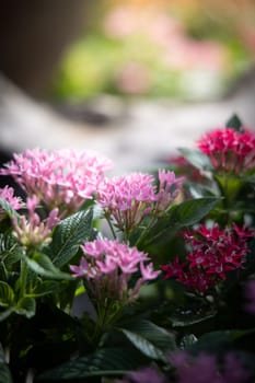 The background image of the colorful flowers, background nature