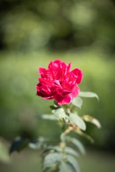 Roses in the garden, Roses are beautiful with a beautiful sunny day.