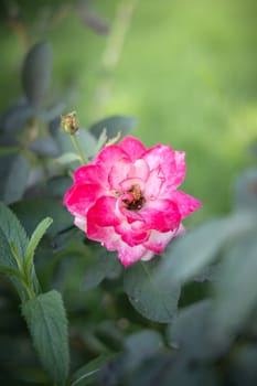 Roses in the garden, Roses are beautiful with a beautiful sunny day.