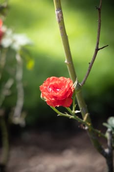 Roses in the garden, Roses are beautiful with a beautiful sunny day.