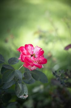 Roses in the garden, Roses are beautiful with a beautiful sunny day.