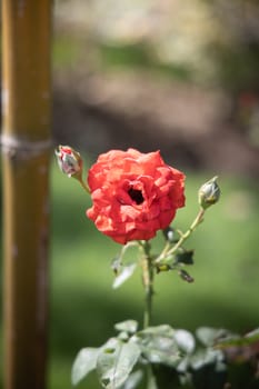 Roses in the garden, Roses are beautiful with a beautiful sunny day.