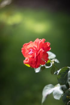 Roses in the garden, Roses are beautiful with a beautiful sunny day.