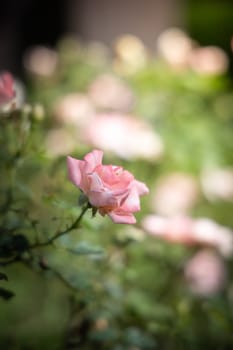 Roses in the garden, Roses are beautiful with a beautiful sunny day.