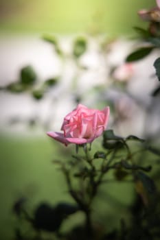 Roses in the garden, Roses are beautiful with a beautiful sunny day.