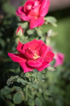 Roses in the garden, Roses are beautiful with a beautiful sunny day.