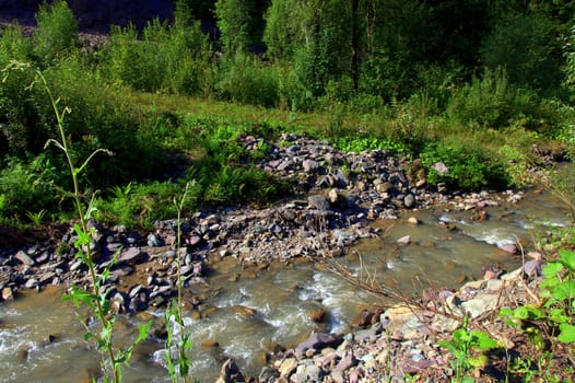 A small mountain river flowing through the forest. Altai, Siberia, Russia.