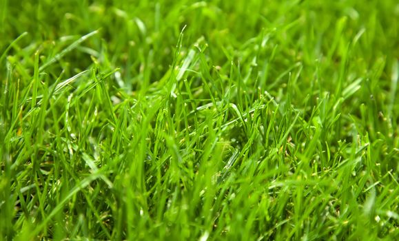 Beautiful fresh green grass background closeup