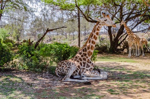 Giraffe sitting in Haller Park near Mombasa in southern Kenya