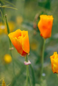 Orange California Poppies Bloom on a Spring Afternoon.