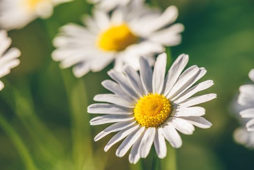 Meadow Daisy Flower at Sunny Day on Blurred Background.