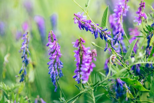 Beautiful purple boreal vetch flowers on blurred background. Selective focus.