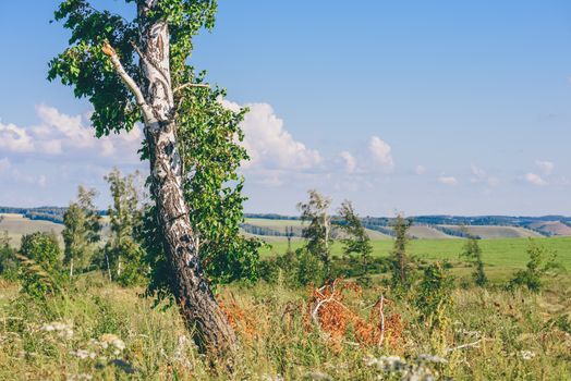 Lonely Birch Tree with Broken Trunk and Branches on Meadow with Flowers.