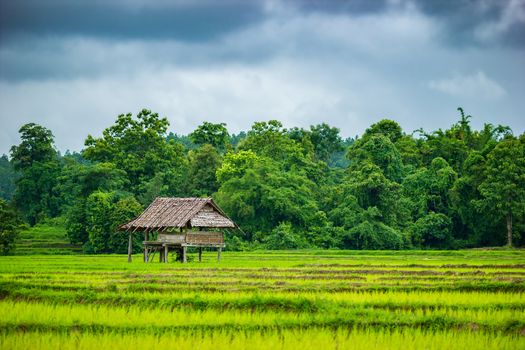 Cottage in the rice fields. Grey overcast sky in the rainy season. Copy space for text. Concept of agriculture.