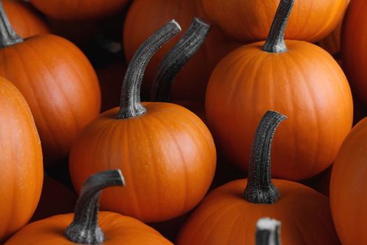 Many orange pumpkins background , Halloween holiday concept