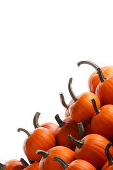 Many orange pumpkins isolated on white background, Halloween concept