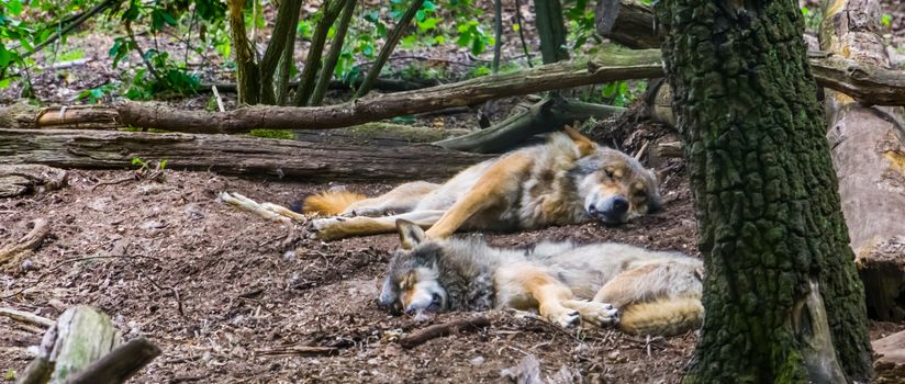 grey wolf couple laying on the ground together in the forest, Wild animal specie from the forests of Eurasia