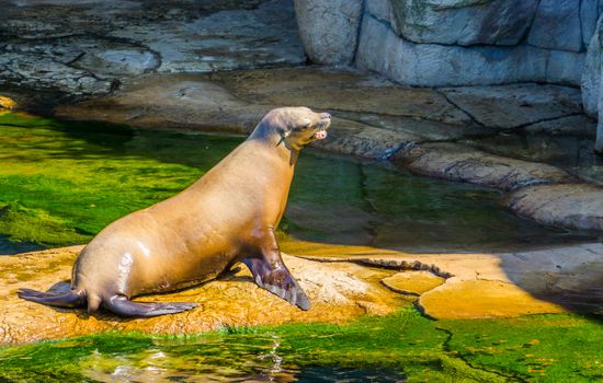 closeup of a beautiful sea lion sitting at the water side, Eared seal specie, Marine life animals