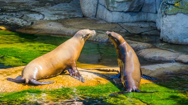 Sea lion couple sitting together on a rock at the waterside, Eared seal specie, Marine life animals