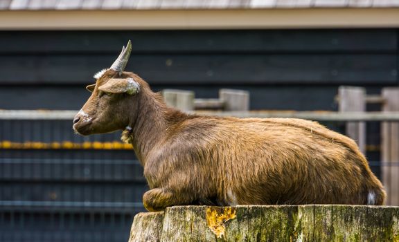 closeup of a brown west african dwarf goat sitting on a tree stump, popular wild goat specie, Farm animals