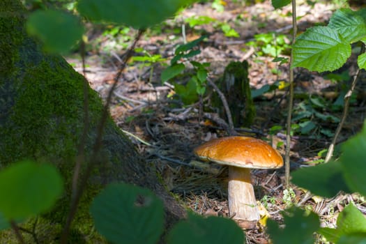 Big cep mushroom grows. Natural organic plants and bolete growing in wood