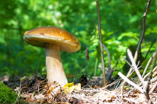 Big mushroom in sunny forest. Natural organic plants and bolete growing in wood