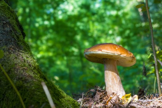 Big white mushroom grows. Natural organic plants and bolete growing in wood