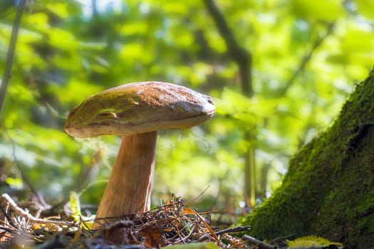 Big white mushroom in sunny wood. Natural organic plants and bolete growing in wood