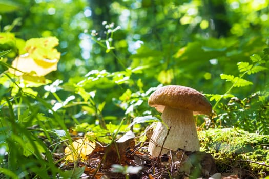 Cep mushroom grows. Natural organic plants and thick bolete growing in wood