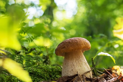 Cep mushroom in sunny forest. Natural organic plants and thick bolete growing in wood