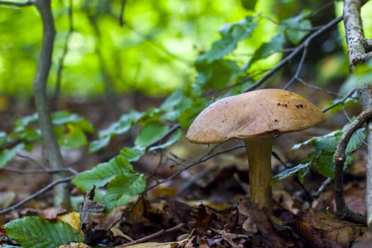 Big Leccinum grow in forest. Natural organic plants and mushroom growing in wood