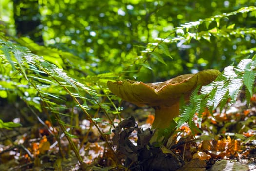 Big mushroom grows in ferns. Natural organic plants and cep growing in wood