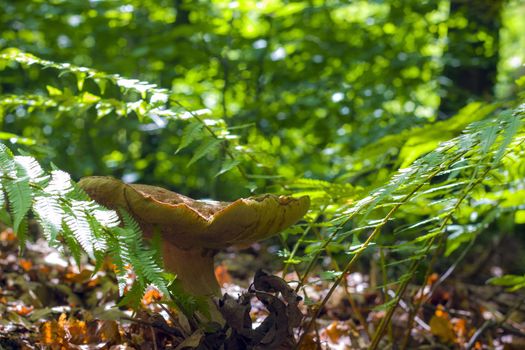 Big white mushroom grows in ferns. Natural organic plants and cep growing in wood