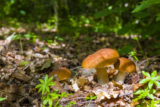 Ceps in deciduous forest. Natural organic plants and mushrooms growing in wood