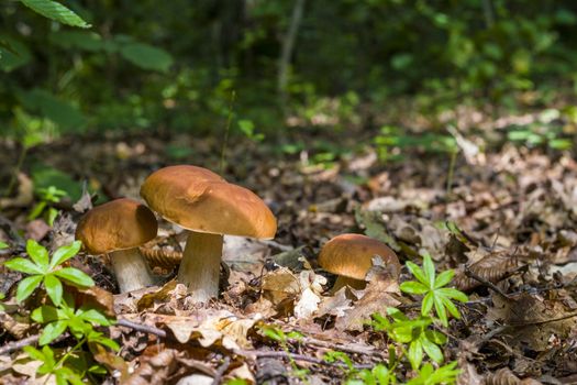 Three ceps mushrooms in deciduous forest. Natural organic plants and mushrooms growing in wood