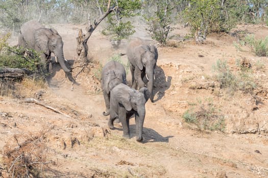 A small herd of african elephants, Loxodonta africana, walking down hill